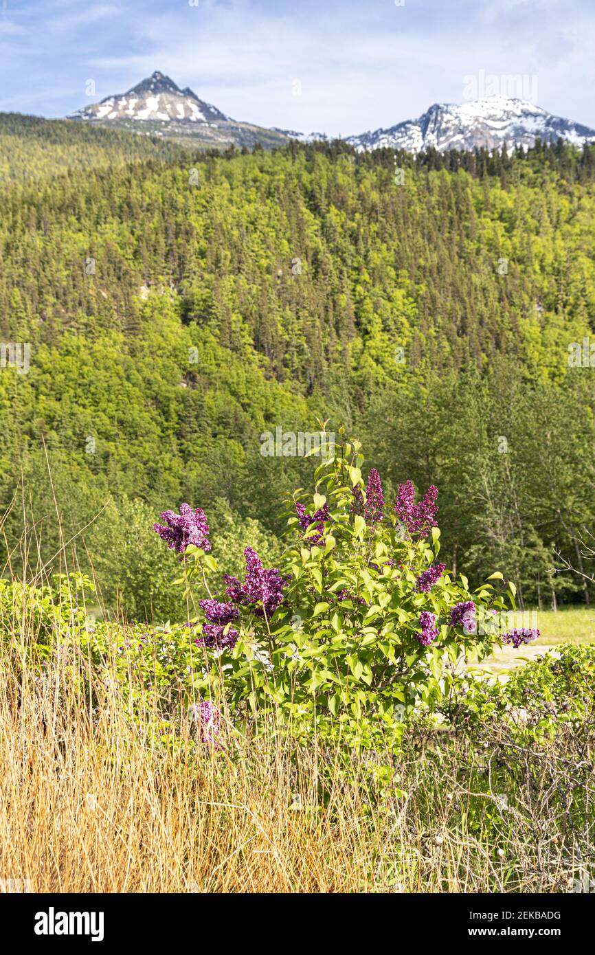 A mauve lilac in flower in early June at Skagway, Alaska, USA Stock Photo