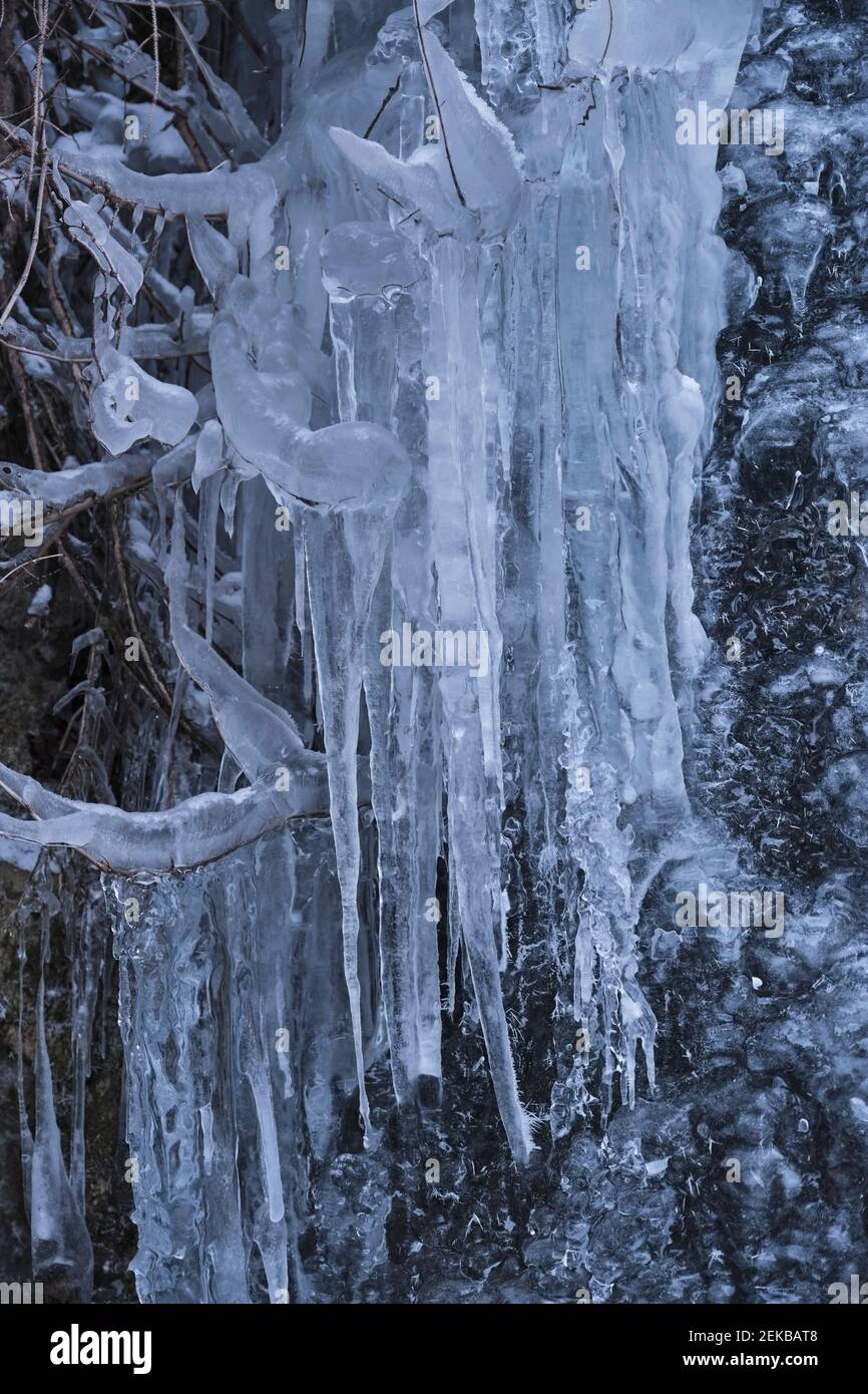 Icicles on branches Stock Photo