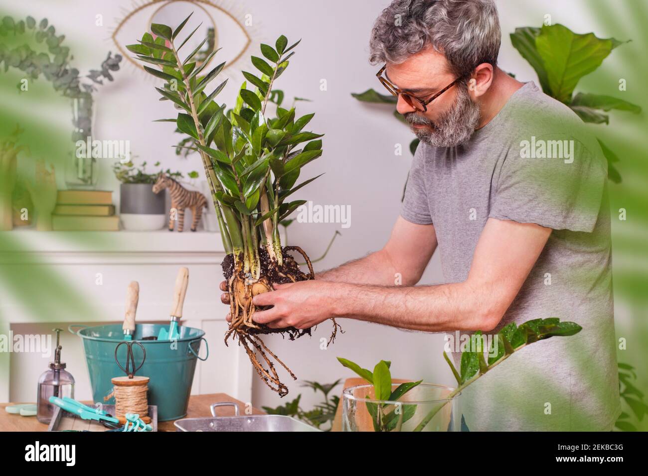 Man removing mud from Zamioculcas Zamiifolia plant while gardening at home Stock Photo