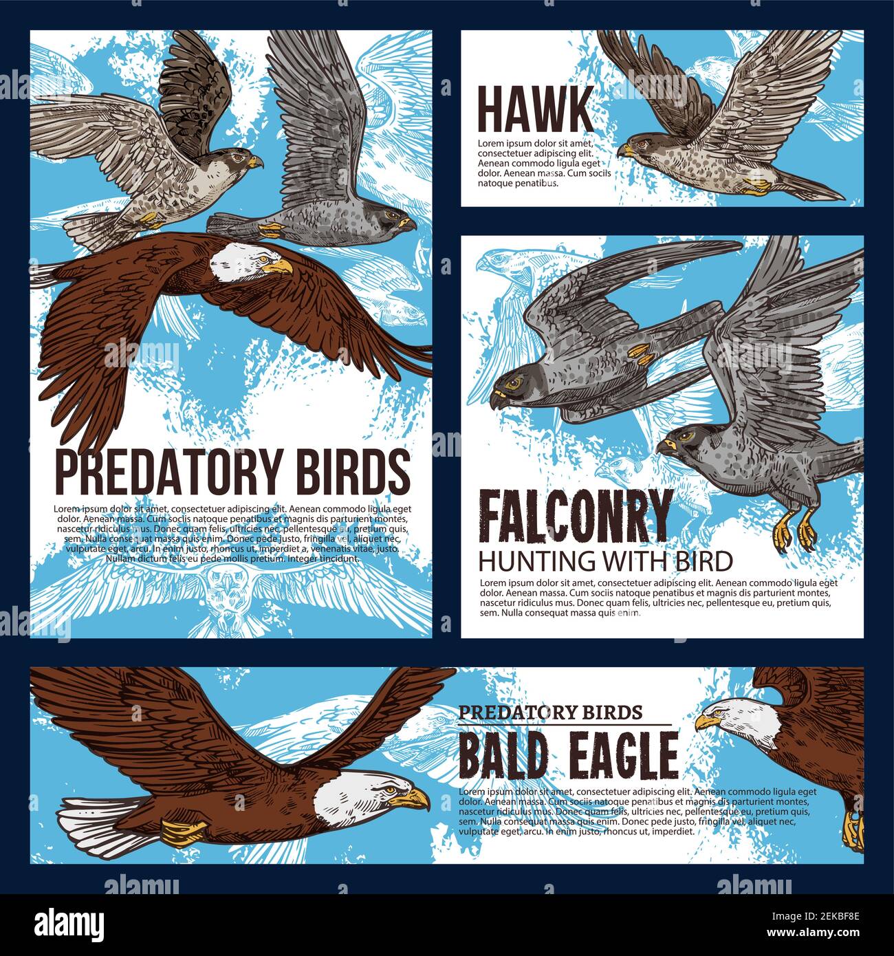 Eagles and Hawks - Birds of Prey Poster Vol. 2