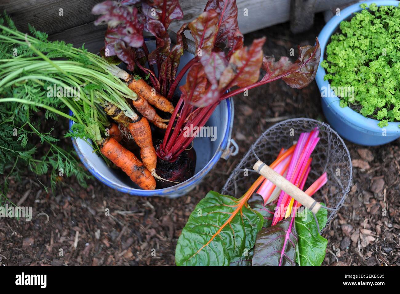 Basket and buckets with freshly picked carrots, chard, beetroots and parsley Stock Photo