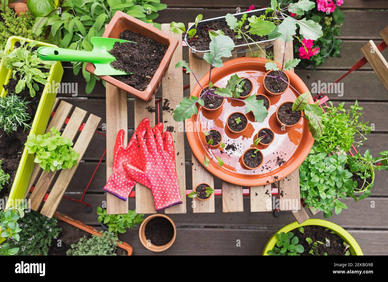 Herbs and vegetables cultivated on balcony garden Stock Photo