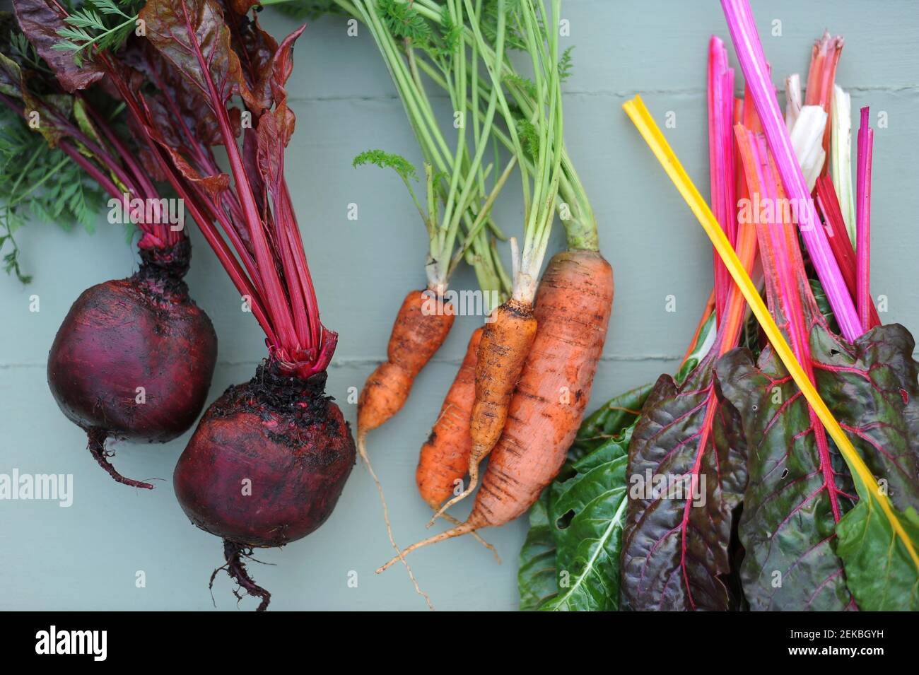 Freshly picked carrots, chard and beetroots Stock Photo