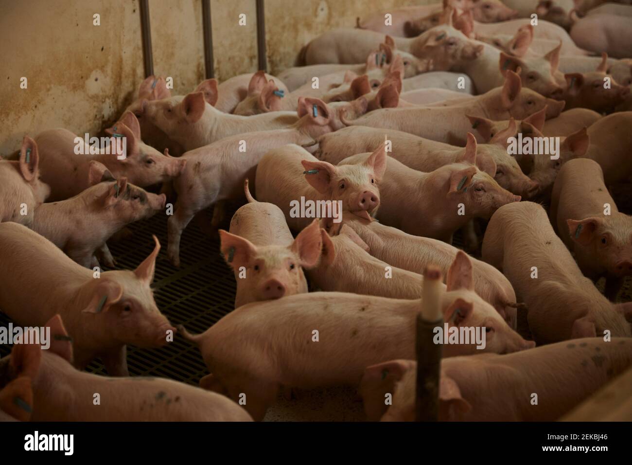 Piglets in pen Stock Photo