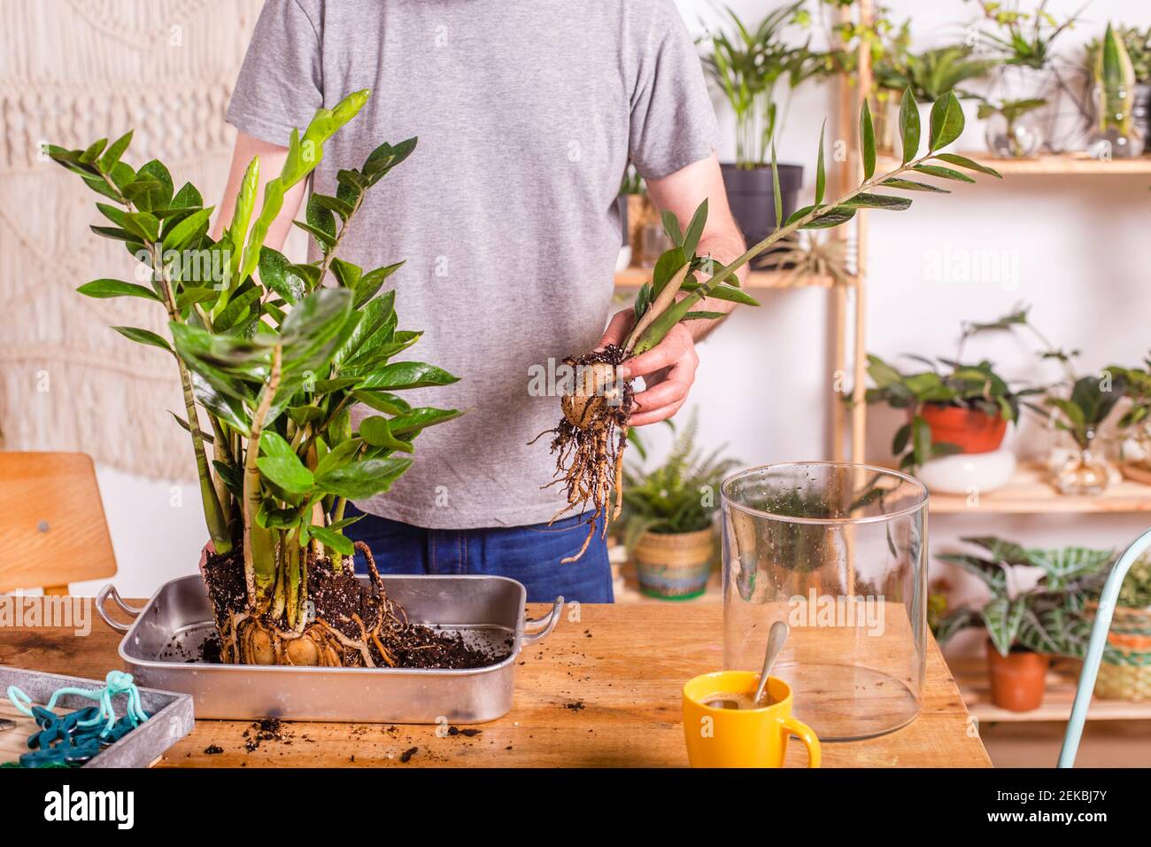 Man dividing roots of Zamioculcas Zamiifolia plant while standing by table at home Stock Photo