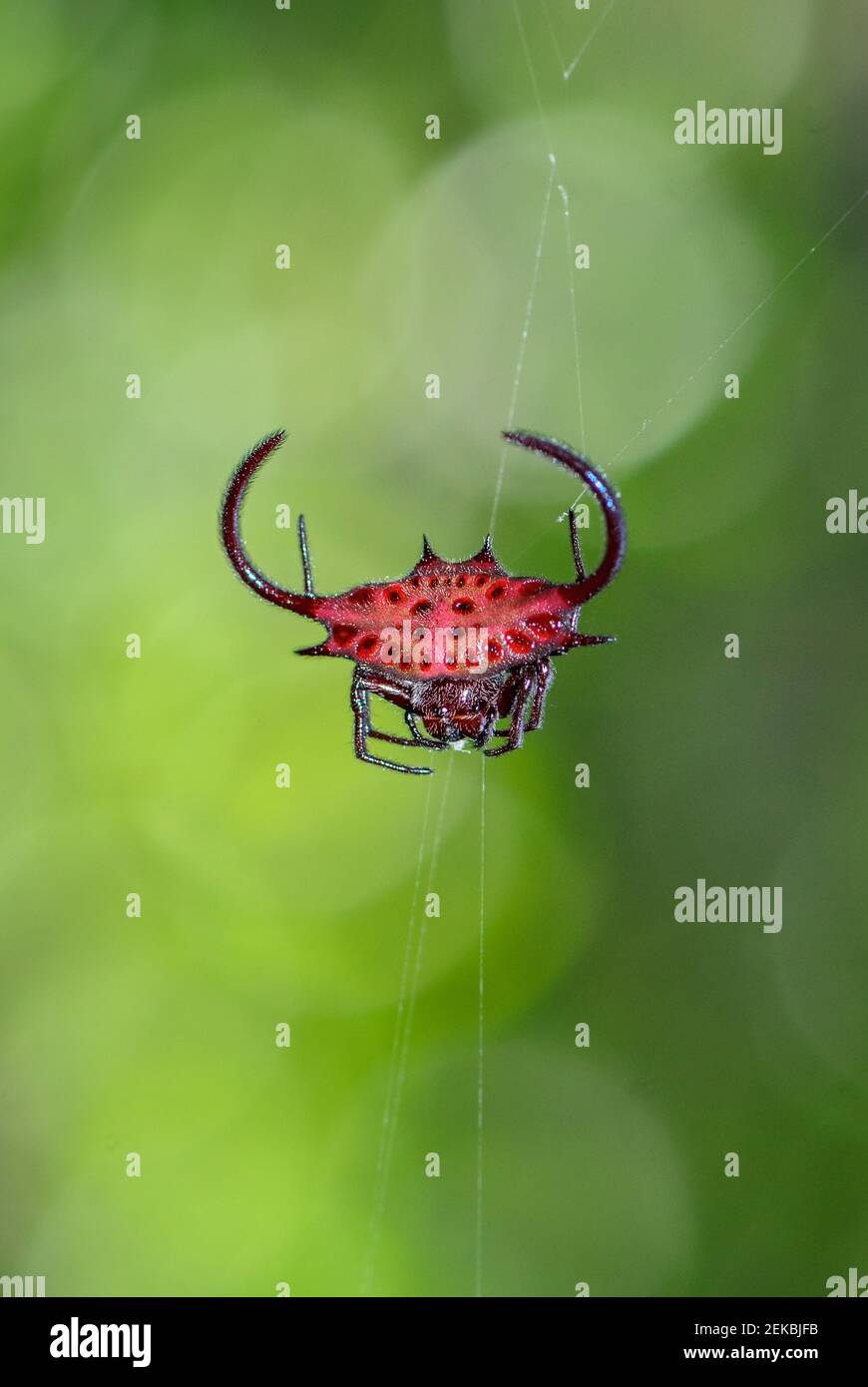 African Spiny orb-weaver - Gasteracantha falcicornis, beautiful unique spider from African forests, Zanzibar, Tanzania. Stock Photo