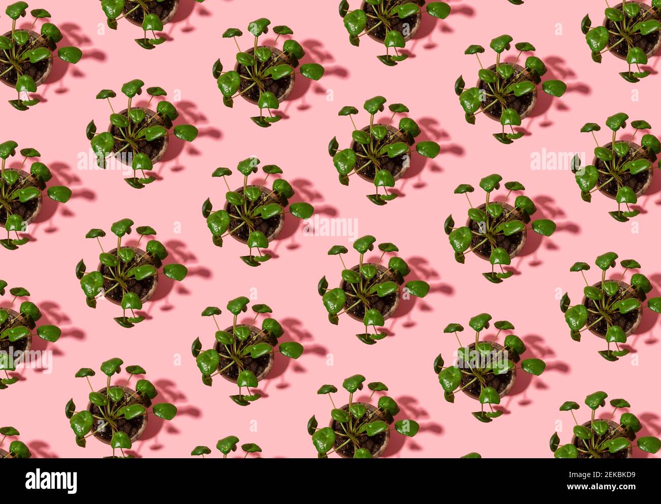 Pattern of potted Chinese money plants (Pilea peperomioides) Stock Photo