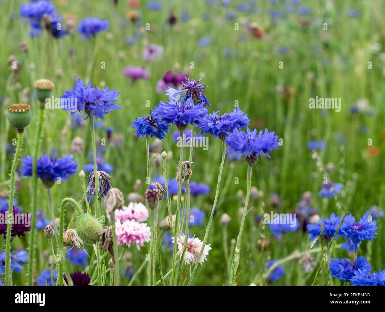 Beautiful spring wildflowers hi-res stock photography and images - Alamy