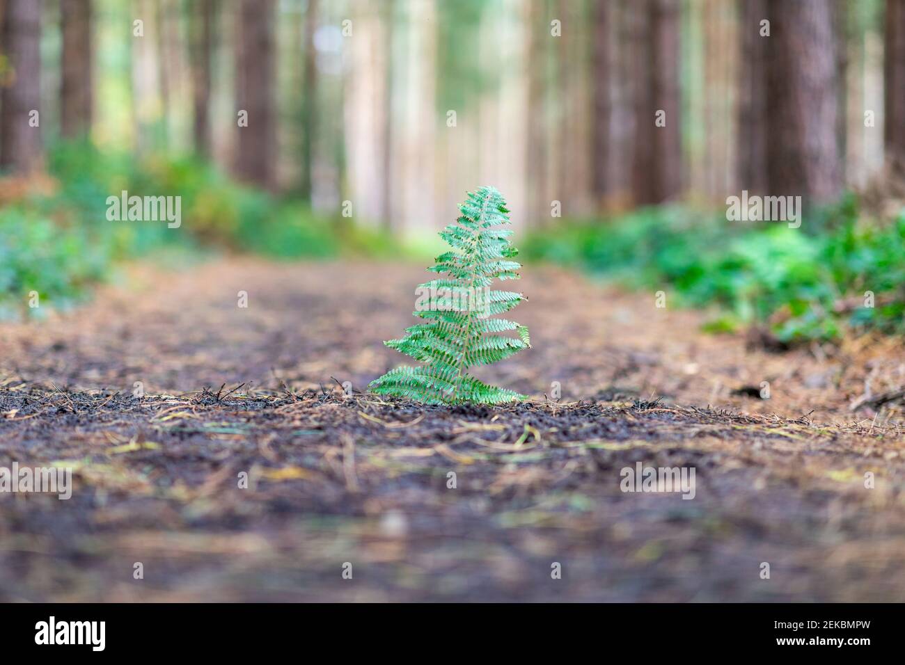 Close-up of plant growing on land in forest, Cannock Chase, UK Stock Photo