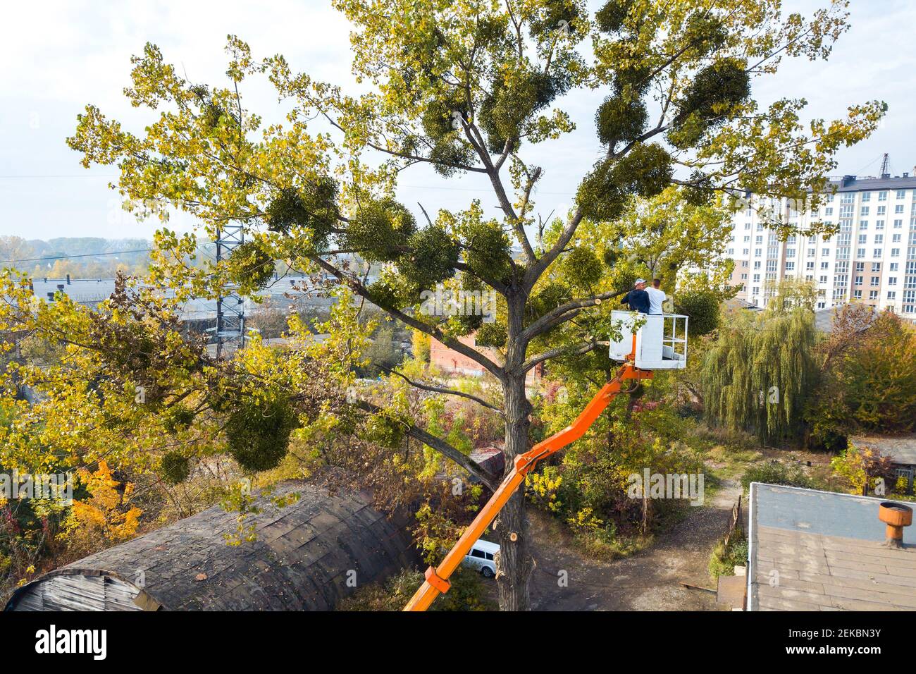 Two male service workers cutting down big tree branches with chainsaw from high chair lift platform. Stock Photo