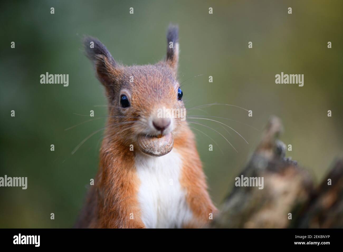 Red squirrel carrying hazelnut in mouth Stock Photo Alamy