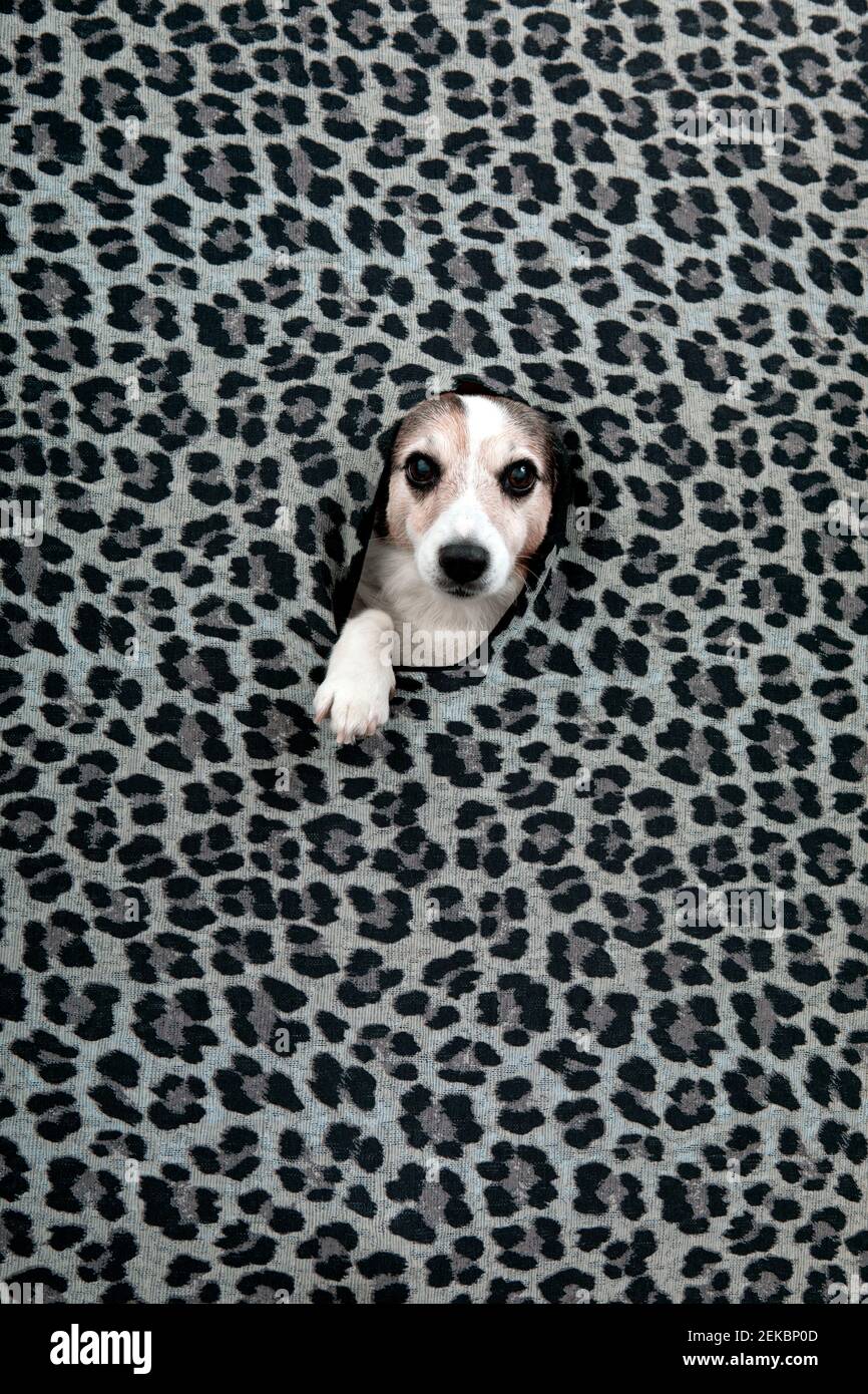 Studio shot of dog peeking through hole in leopard print pattern Stock Photo