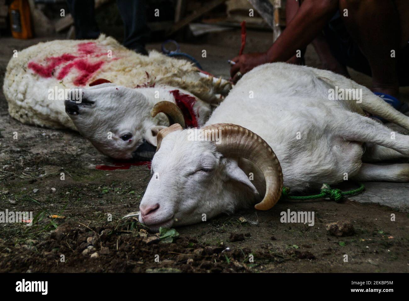 Sheep for sacrifice lie on the ground during Eid al-Adha celebrations. Muslims worldwide mark Eid Al-Adha, to commemorate Prophet Ibrahim's readiness to sacrifice his son as a sign of his obedience to Sheep for sacrifice lie on the ground during Eid al-Adha celebrations. Muslims worldwide mark Eid Al-Adha, to commemorate Prophet Ibrahim's readiness to sacrifice his son as a sign of his obedience to