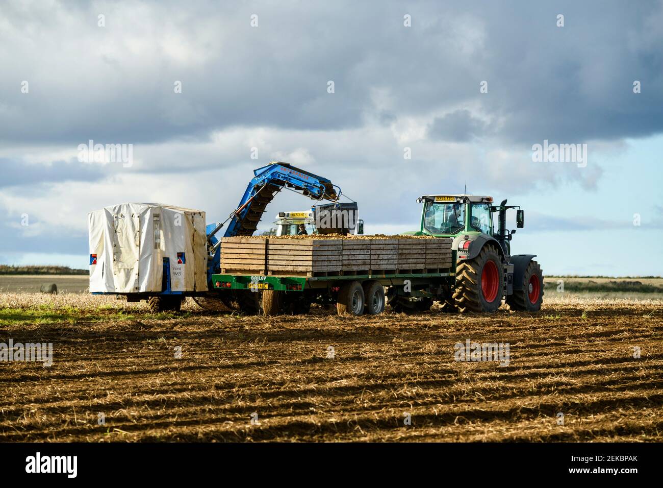 Farmers in tractors working in sunny field harvesting potatoes (tractor & potato harvester, filling boxes on trailer) - North Yorkshire, England GB UK Stock Photo
