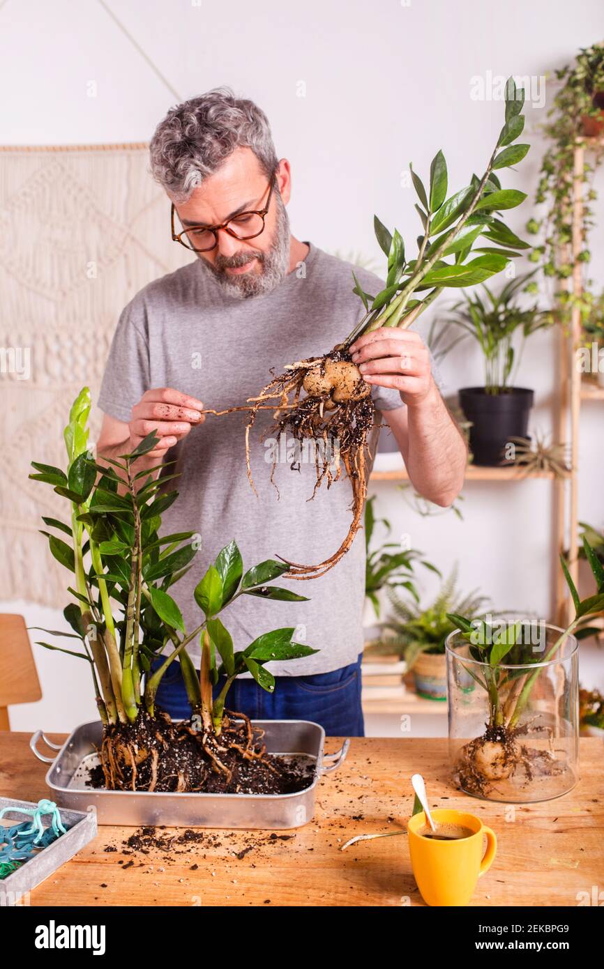 Man checking roots of Zamioculcas Zamiifolia plant while gardening at home Stock Photo