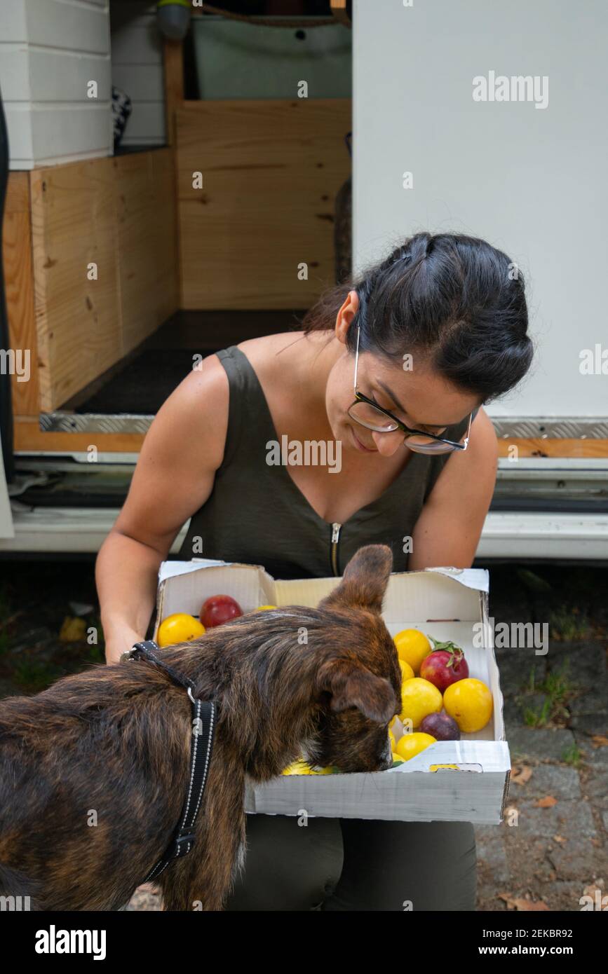 Cute brown dog picking with plums fruits in a park with a camper van behind Stock Photo Alamy