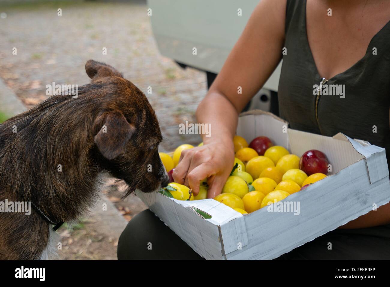 Cute brown dog picking with plums fruits in a park with a camper van behind Stock Photo Alamy