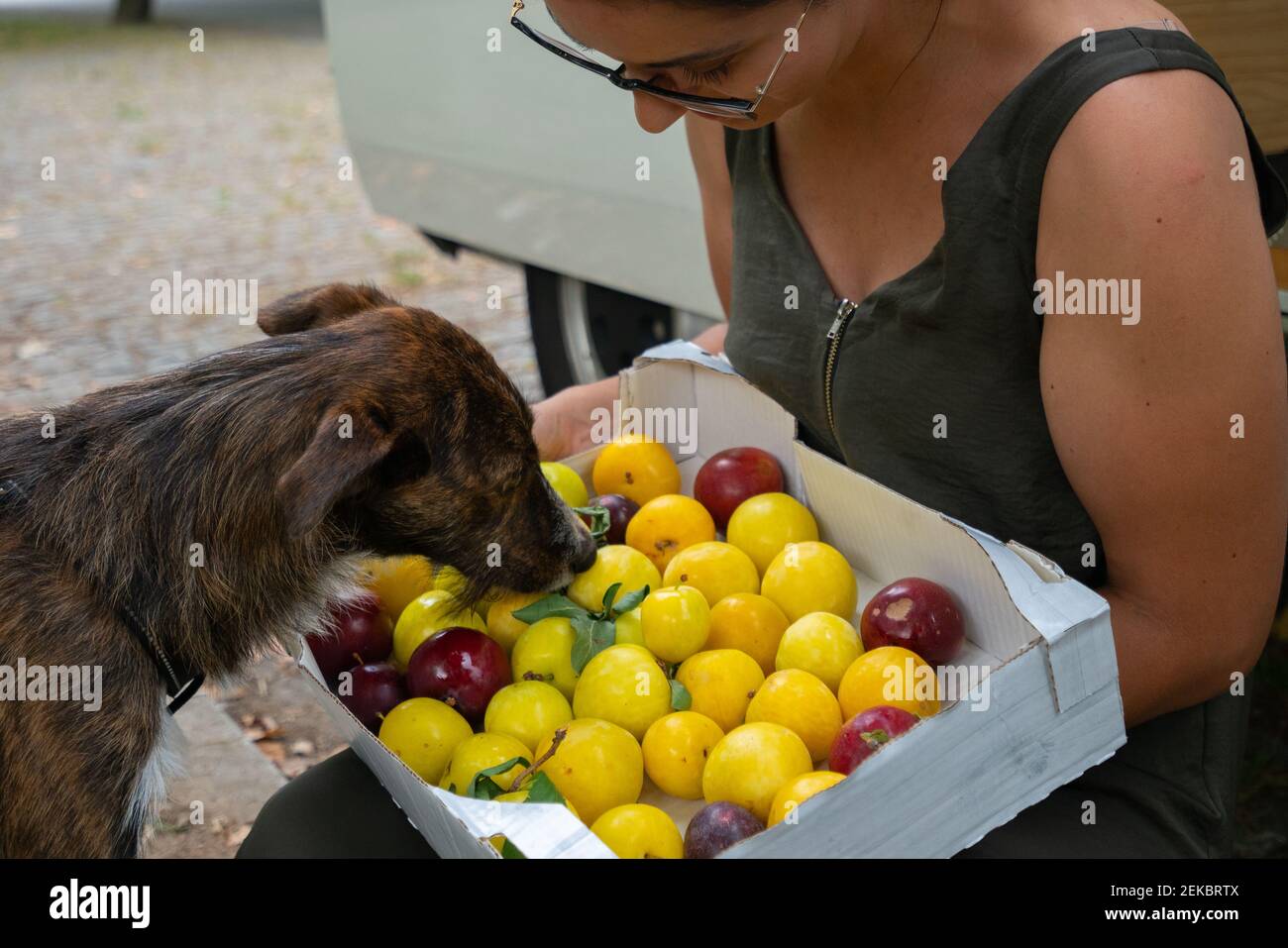 Cute brown dog picking with plums fruits in a park with a camper van behind Stock Photo Alamy