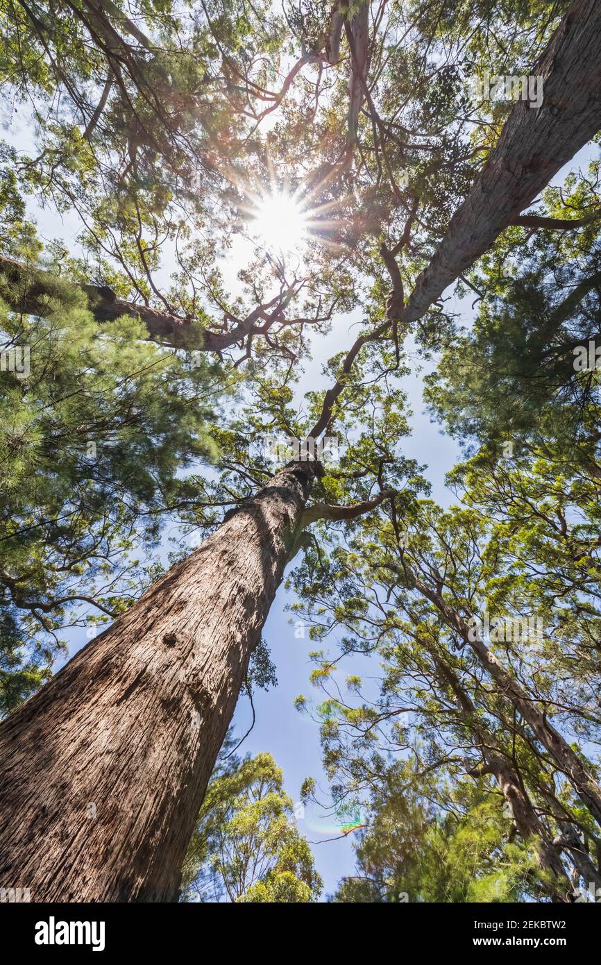 Sun shining over canopies of tall red tingle trees (Eucalyptus jacksonii) growing in Walpole-Nornalup National Park Stock Photo