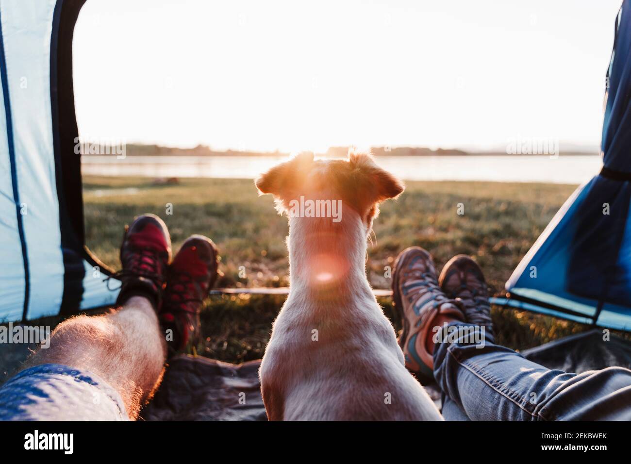Legs of friends with dog relaxing in tent during sunset Stock Photo