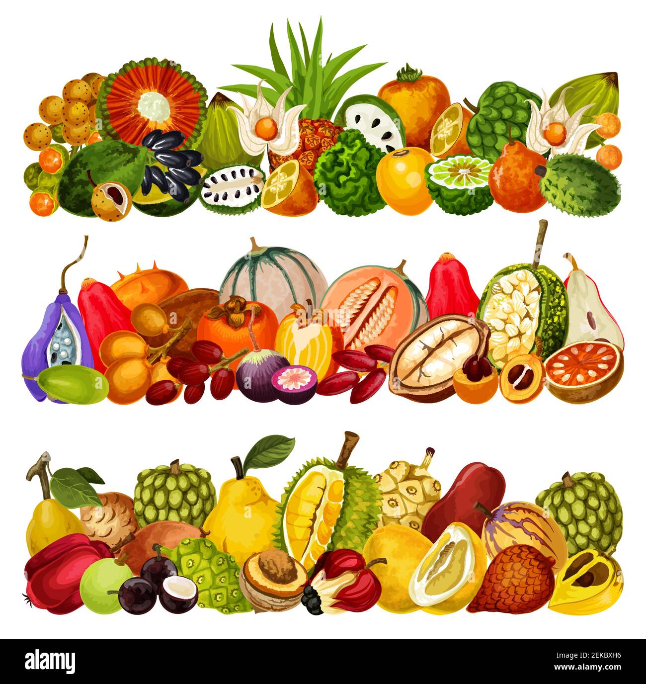 Exotic fruits harvest, tropical farm agriculture pandan, juicy citrus bergamot and akebia, Vector tropic cantaloupe melon, cashew apple with cupuassu, Stock Vector