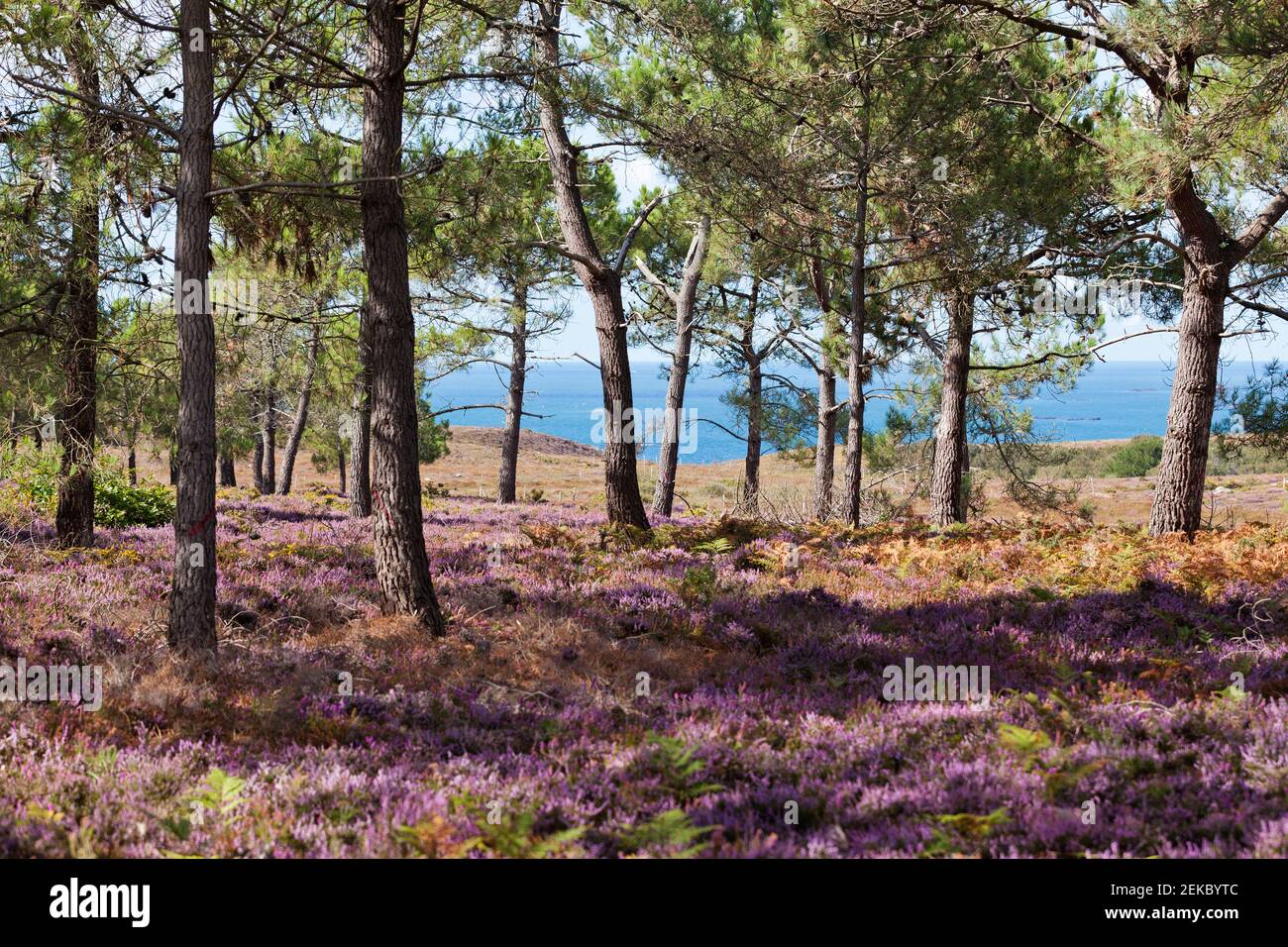 Cap Erquy, Brittany, Heath and pine trees in summer. Pine forest by the sea. France. Stock Photo