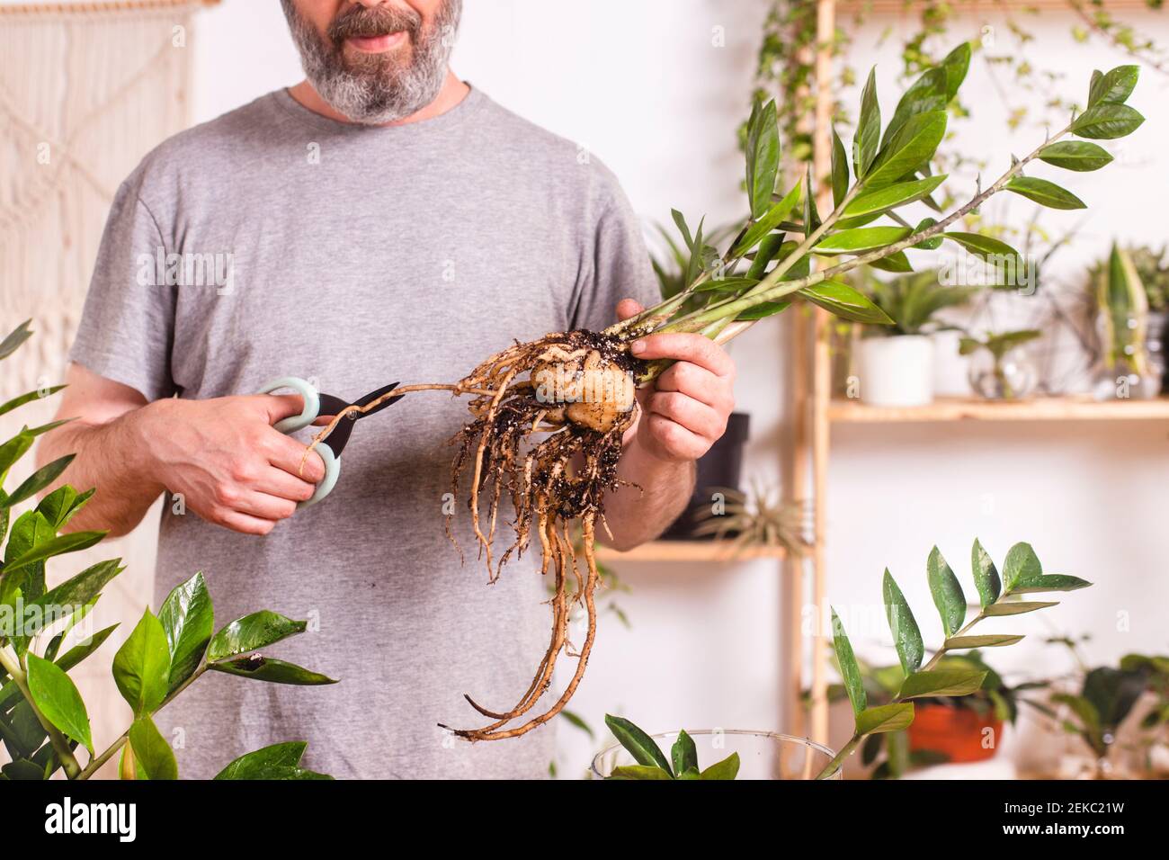 Man cutting grown roots of Zamioculcas Zamiifolia plant while gardening at home Stock Photo