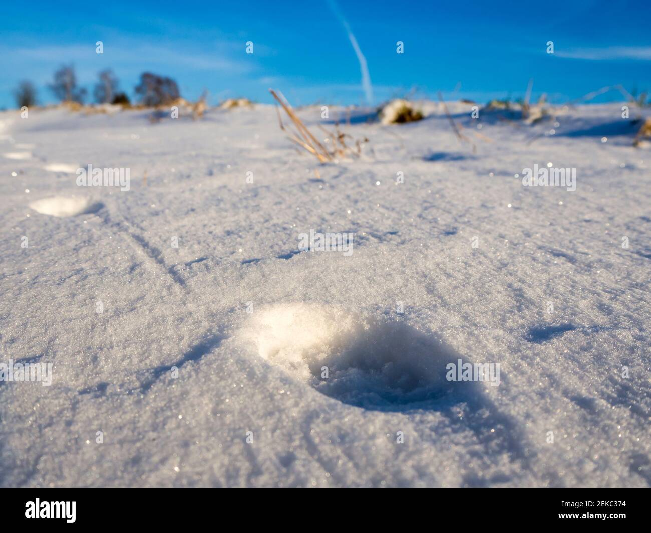 Traces of fox on snow covered land during winter Stock Photo