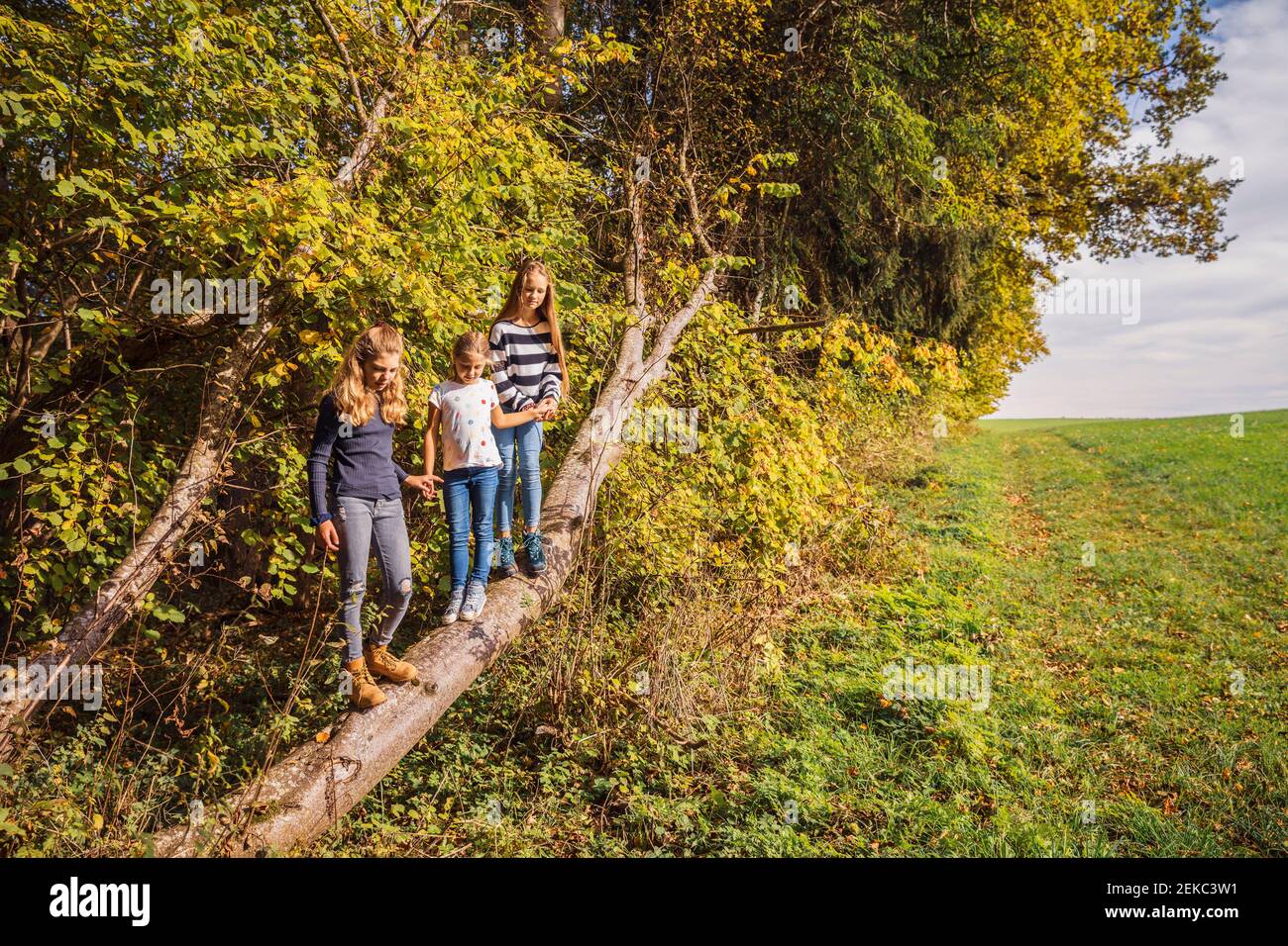 Friends holding hands while climbing on fallen tree at countryside ...