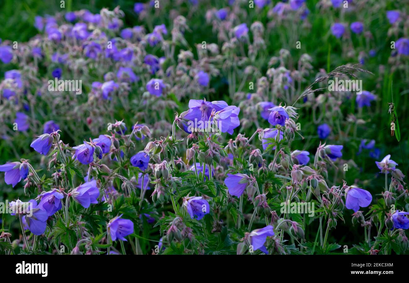 Purple bluebell flowers blooming on field Stock Photo