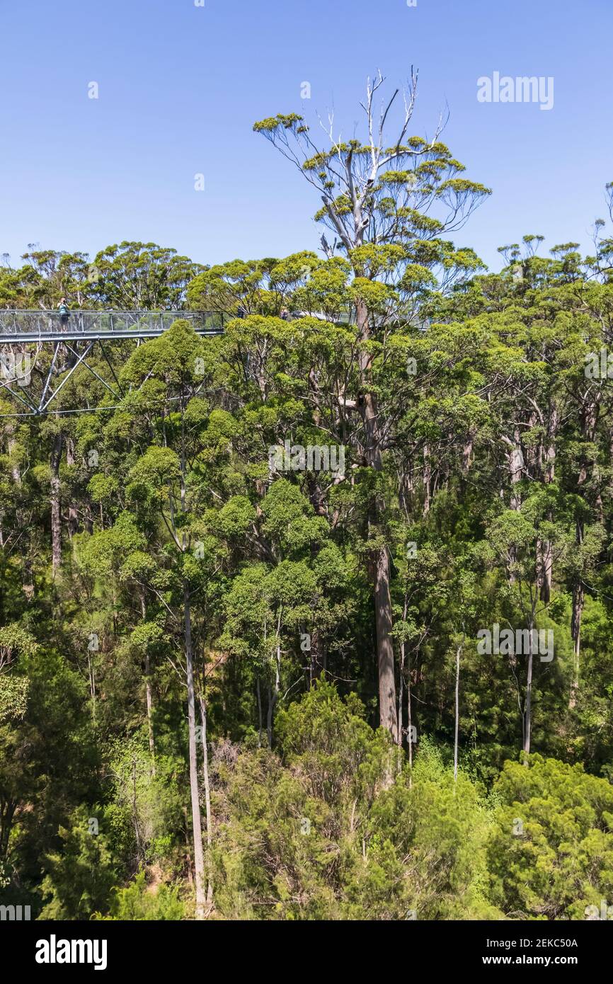 Treetop walkway stretching between red tingle trees (Eucalyptus jacksonii) growing in Walpole-Nornalup National Park Stock Photo