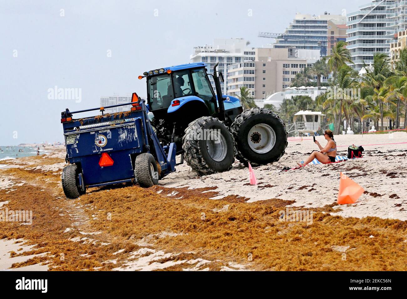 In Fort Lauderdale, a tractors mixes seaweed with the sand but cleanup