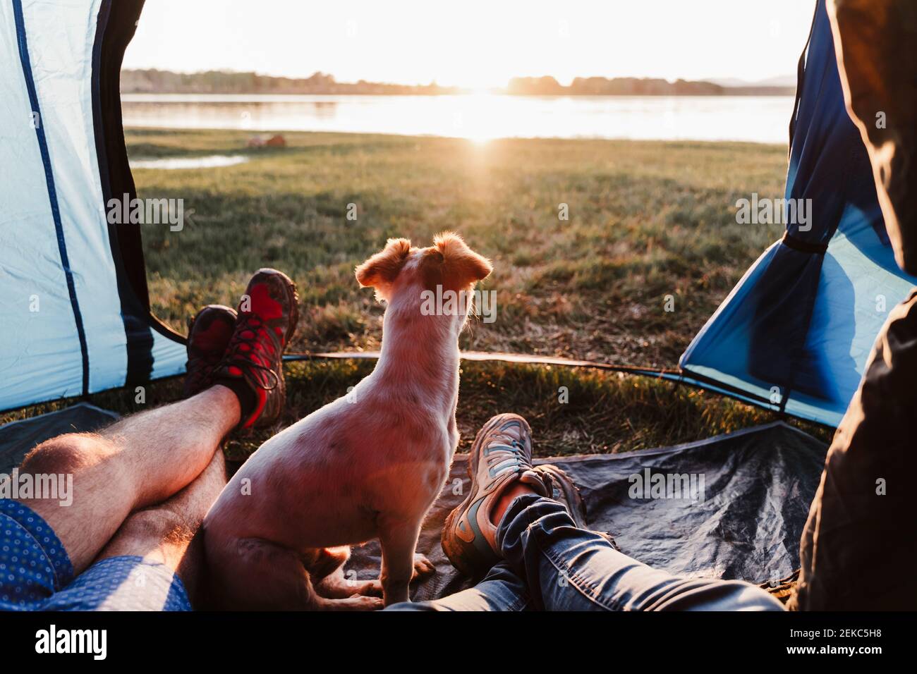 Legs of male and female friends with dog relaxing in tent at sunset Stock Photo