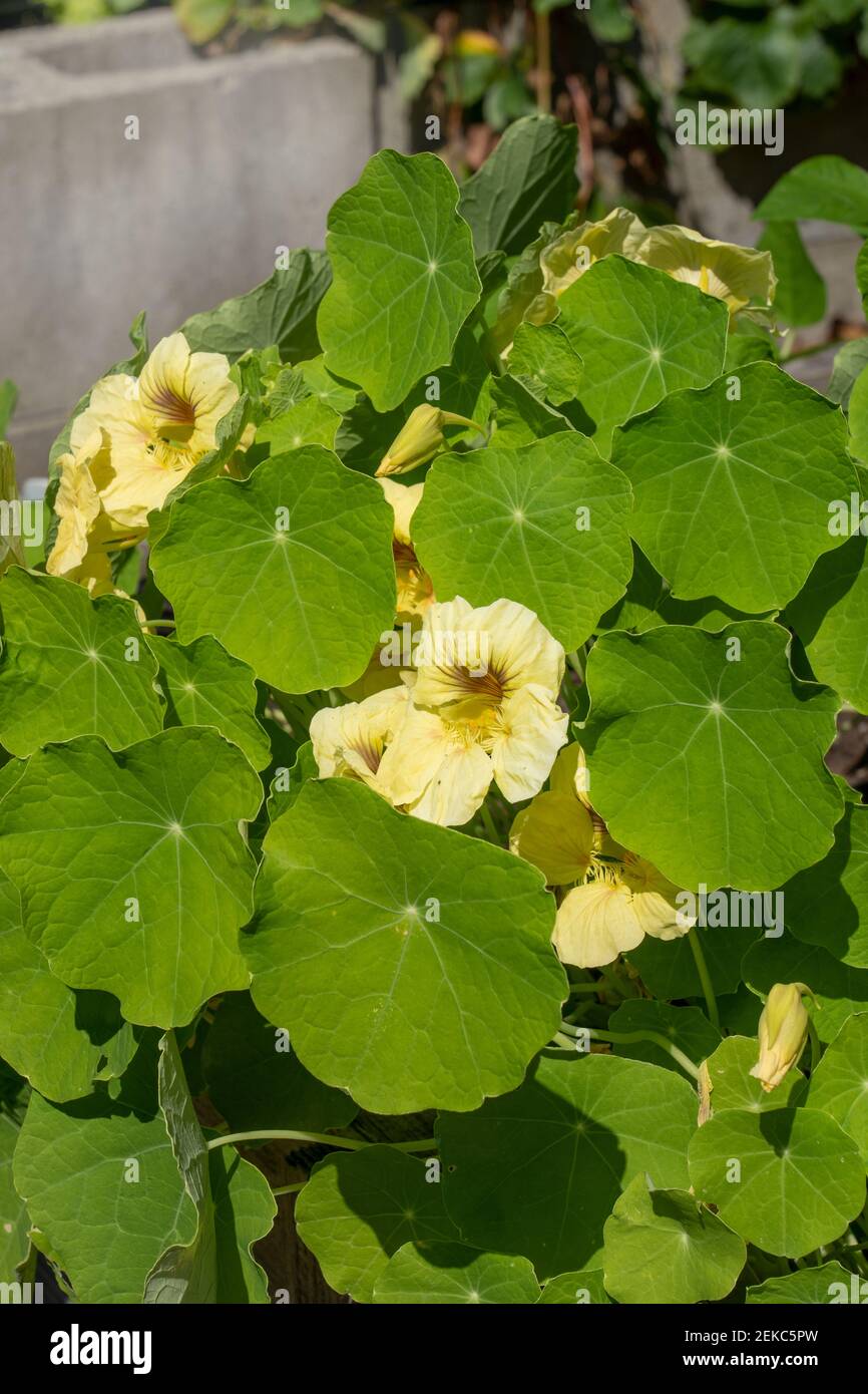 Nasturtium tropaeolum nasturtiums close up hires stock photography and