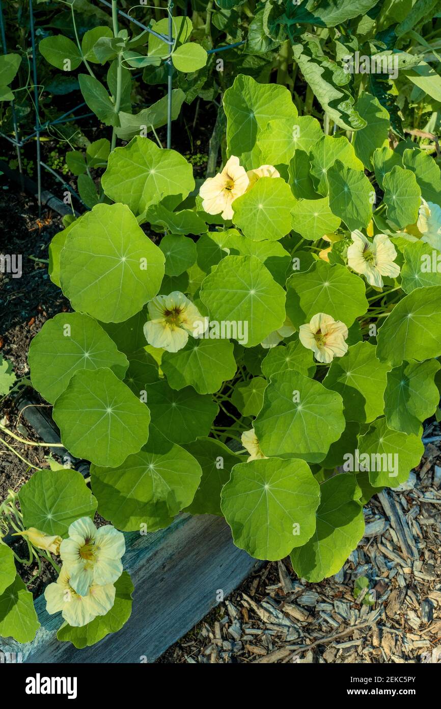 Nasturtium tropaeolum nasturtiums close up hires stock photography and