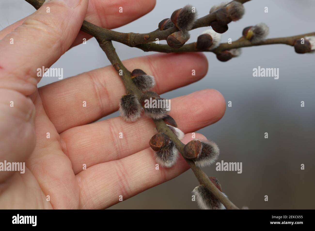 Spring. A hand holding a willow branch. Stock Photo