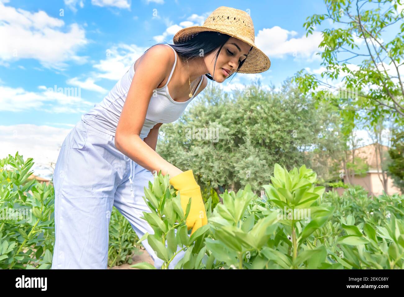Plants in the sky hi-res stock photography and images - Alamy