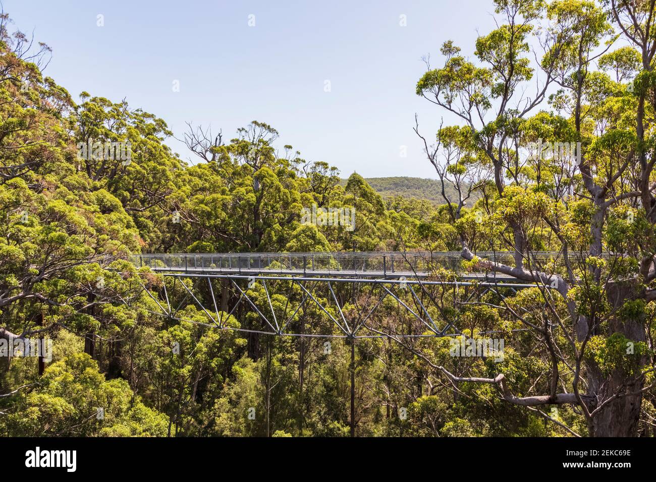 Treetop walkway stretching between red tingle trees (Eucalyptus jacksonii) growing in Walpole-Nornalup National Park Stock Photo
