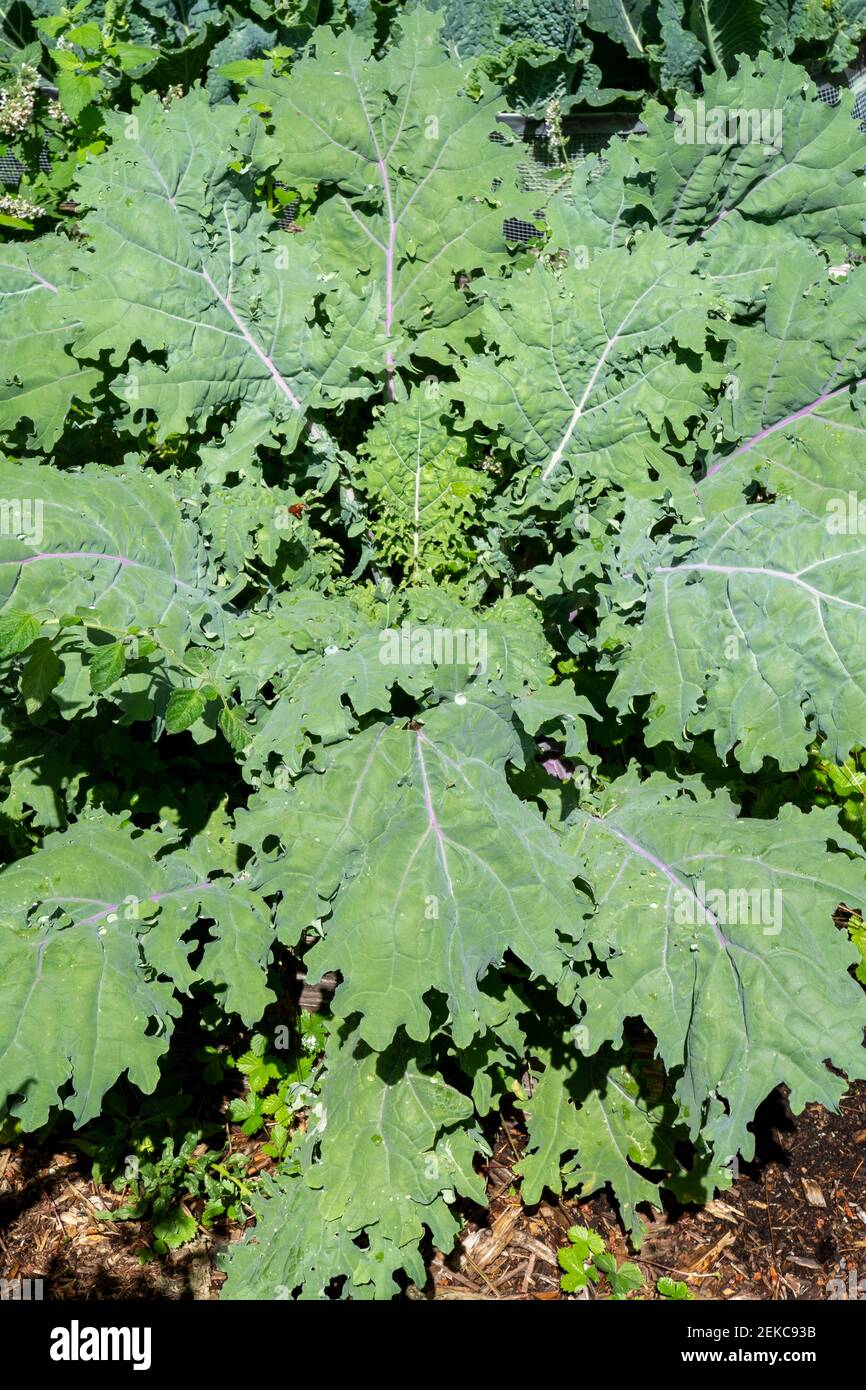 Issaquah, Washington, USA. Russian Red Kale plant.  This heirloom kale is also known as Canadian Broccoli, Ragged Jack and Russo-Siberian kale. Stock Photo
