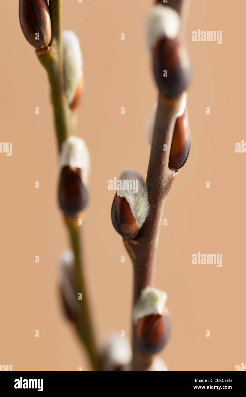 Easter branch of willow on a beige background. Willow branches and buds. Spring background. Vertical crop. Stock Photo