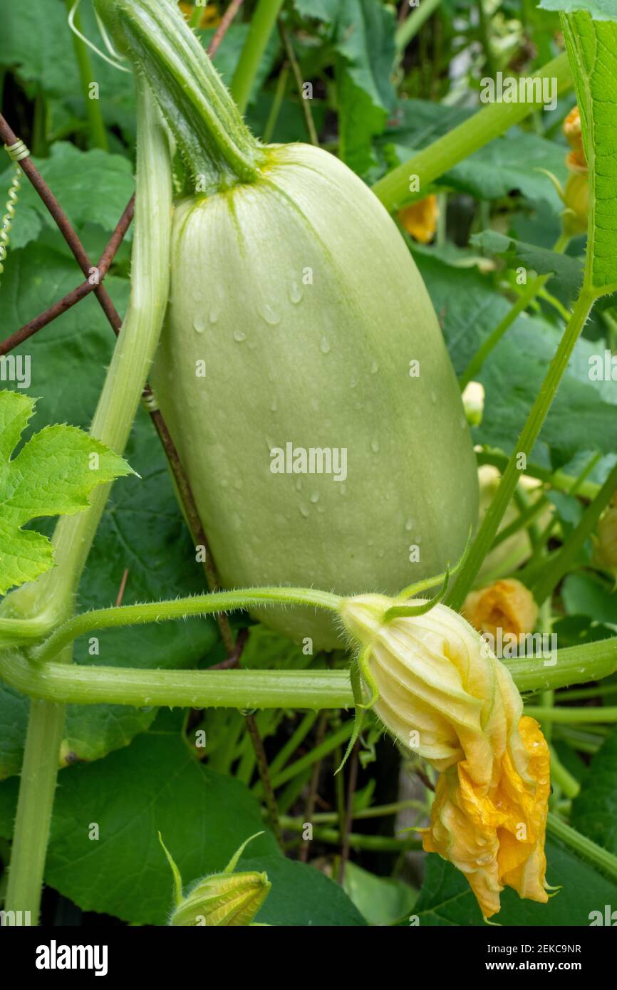 Issaquah, Washington, USA. Spaghetti squash plant Stock Photo Alamy