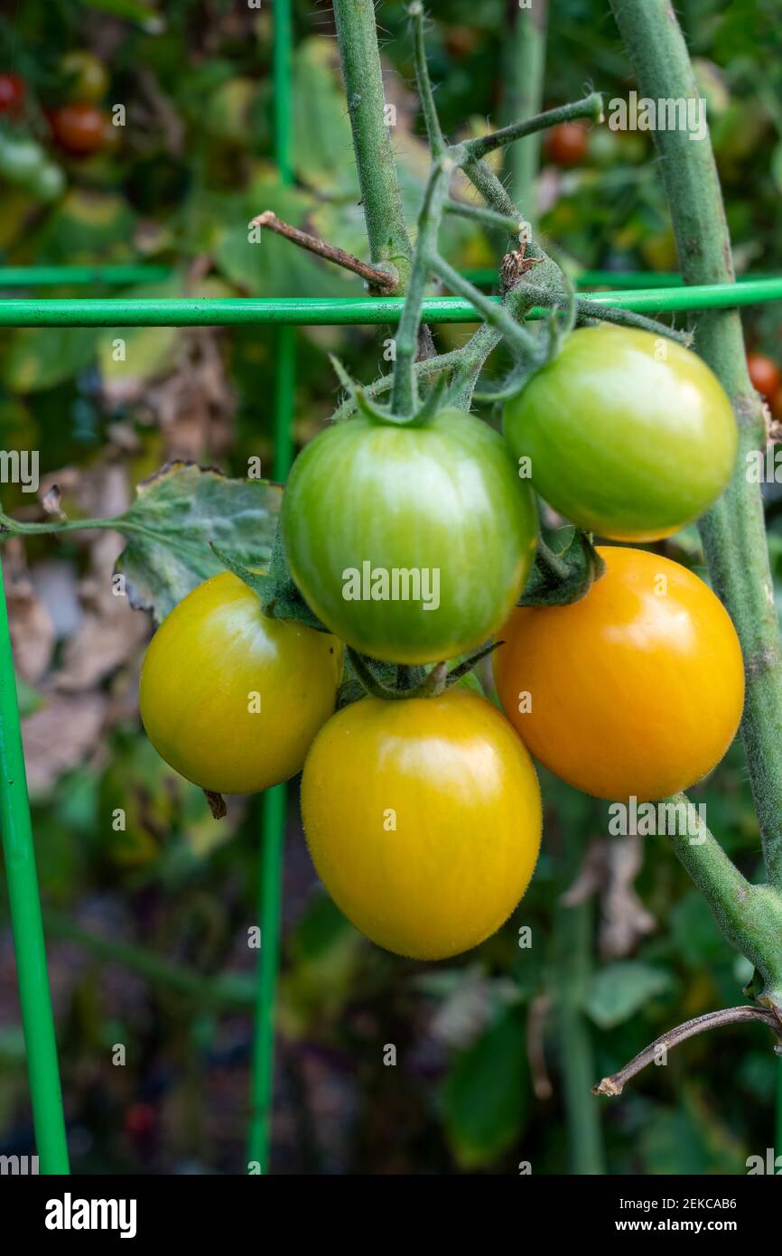 Issaquah, Washington, USA.  Sunrise Bumblebee tomato plant with tomatoes in various stages of ripeness. Stock Photo
