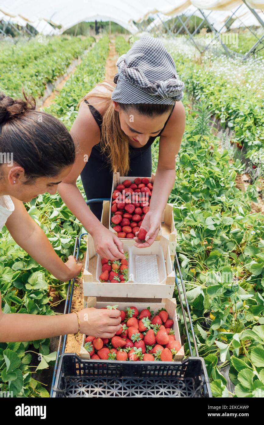 Female farmers arranging strawberries in box at farm Stock Photo - Alamy