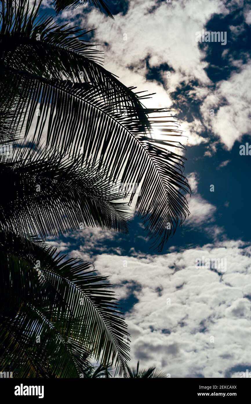 Palm tree leaves against white fluffy clouds Stock Photo