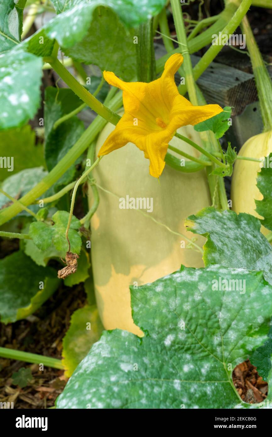 Issaquah Washington Usa Spaghetti Squash Plant With A Blossom And Blight On The Leaves Stock Photo Alamy