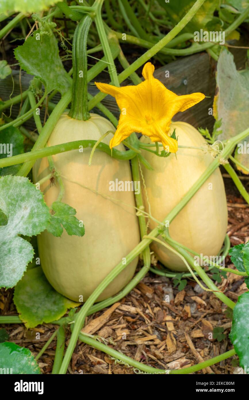 Yellow Squash Growing On The Vine High Resolution Stock Photography And Images Alamy Yellow Squash Growing On The Vine High Resolution Stock Photography And Images Alamy
