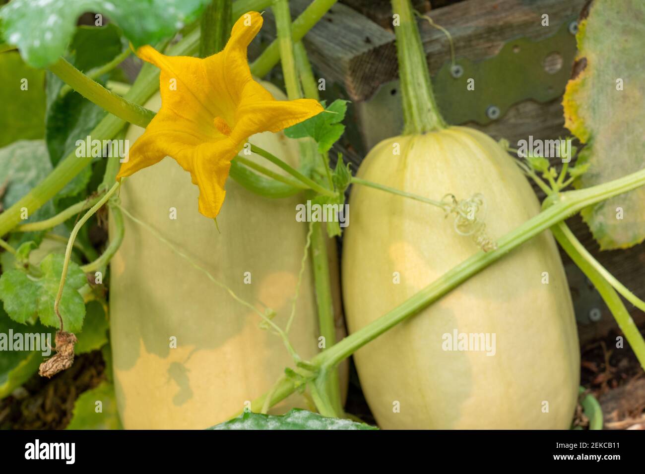 Issaquah Washington Usa Spaghetti Squash Plant With A Blossom And Blight On The Leaves Stock Photo Alamy
