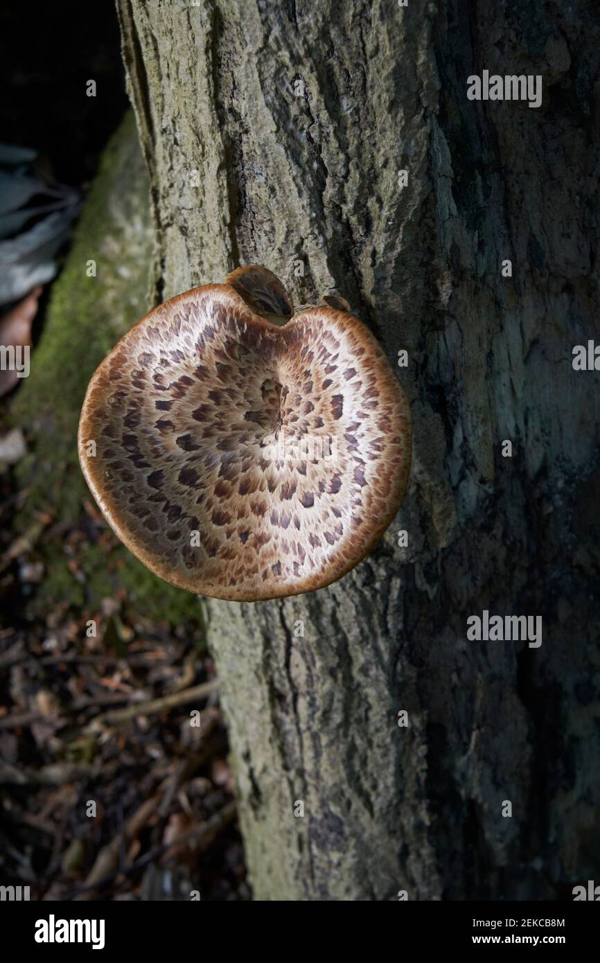 Tree fungi, Polyporus Squamosus, also known as Dryad's Saddle, on a tree near Caterham, Surrey, UK Stock Photo