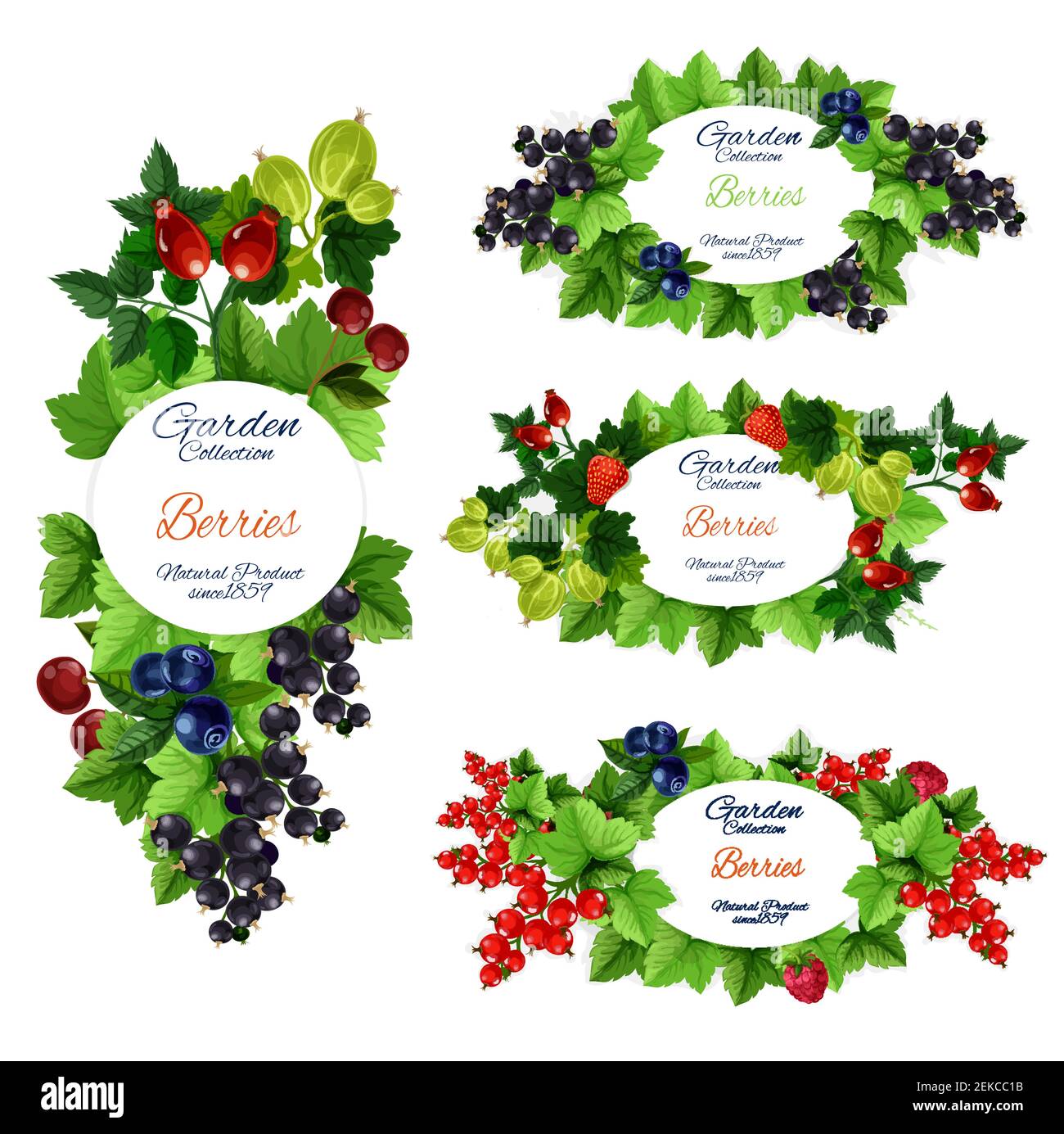 Briar vector vectors Stock Vector Images - Alamy