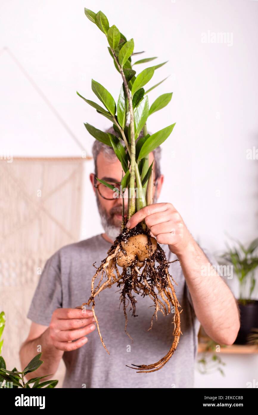 Man holding Zamioculcas Zamiifolia plant while examining roots standing at home Stock Photo